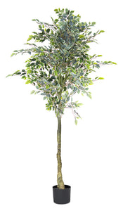 Varigated Ficus Tree Potted 5.5'H Polyester