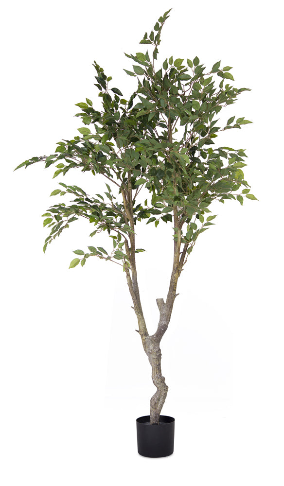Ficus Tree Potted 6.5'H Polyester