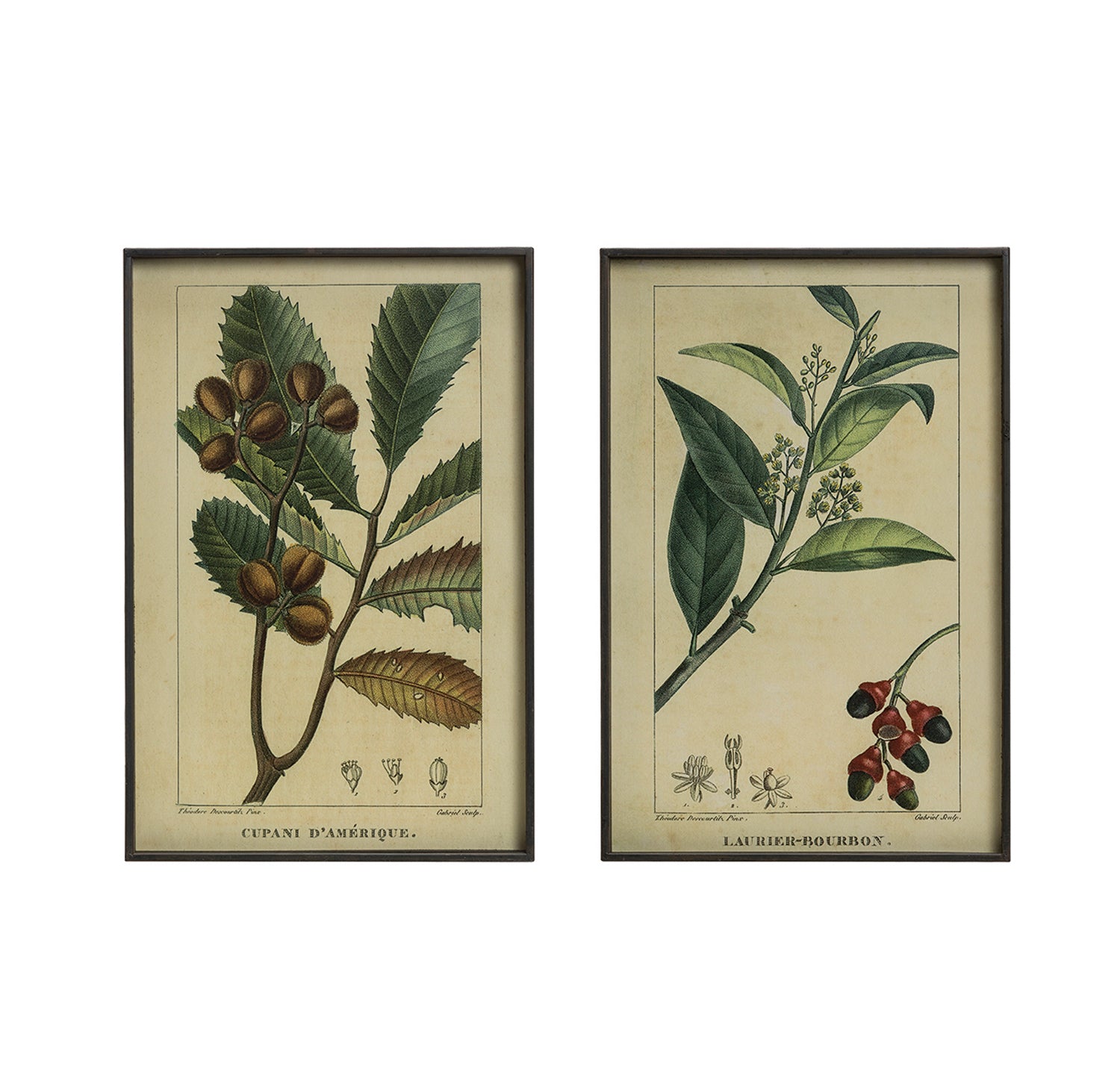 15"W x 23-1/2"H Metal Framed Wall Décor w/ Vintage Reproduction Botanical Print, 2 Styles, Truck Ship